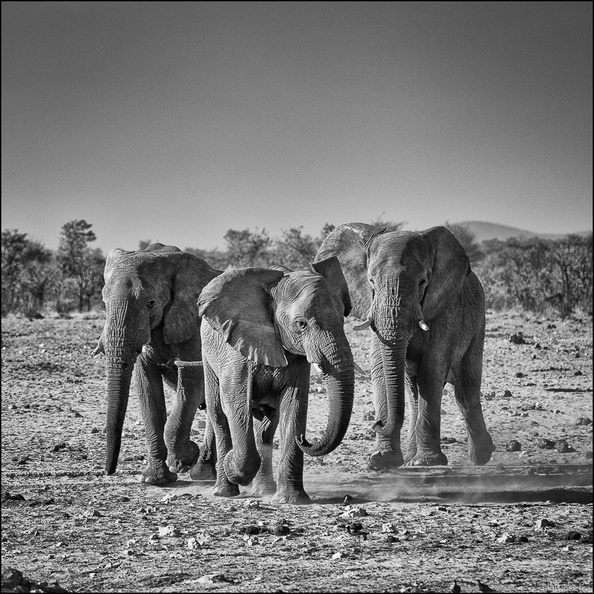 ElephantsBW.jpg